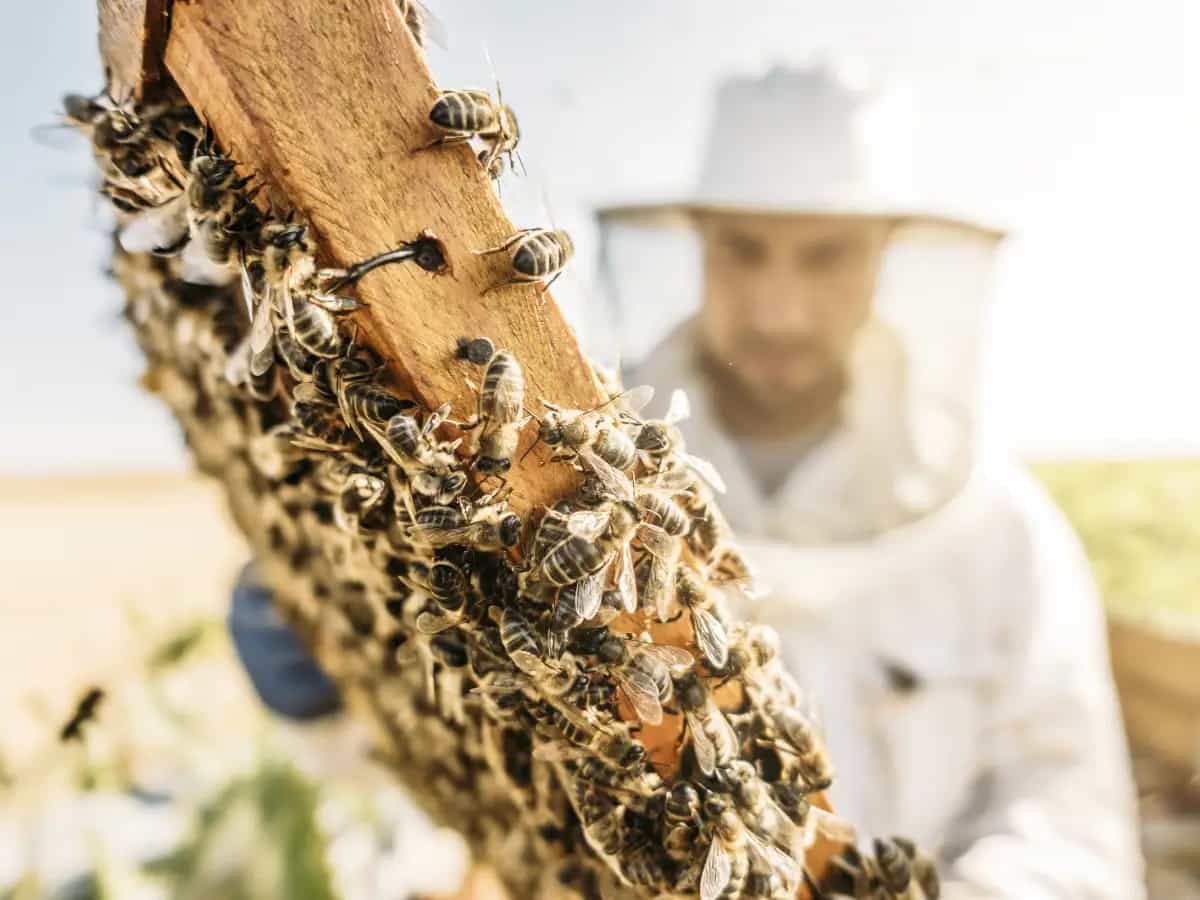 alimentazione artificiale mangime api
