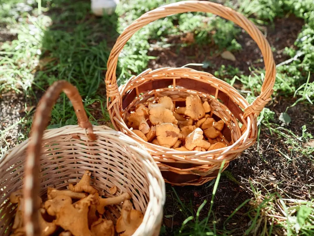 Funghi commestibili, quali sono i più diffusi in Italia