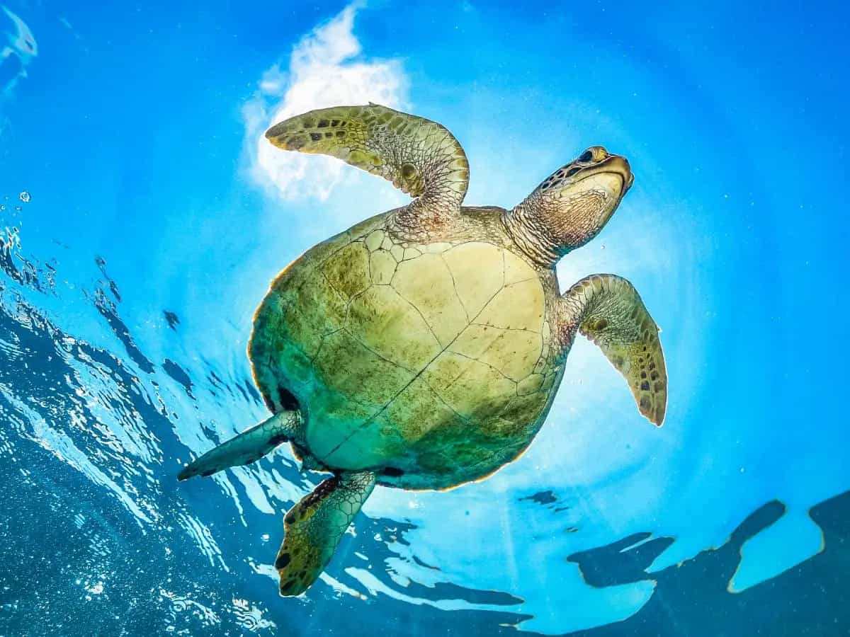 Le tartarughe verdi non sono più a rischio estinzione