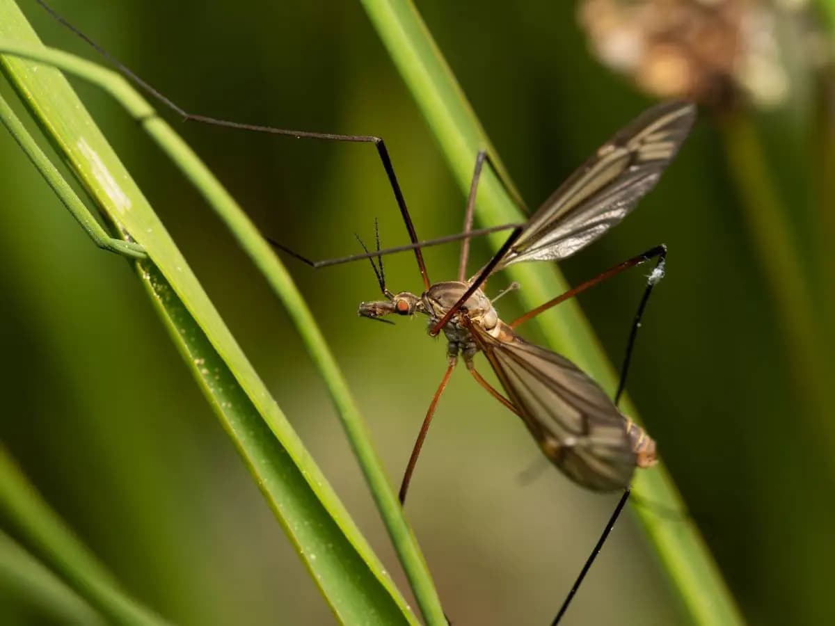 Lotta alle zanzare, la scienza punta su un fungo profumato