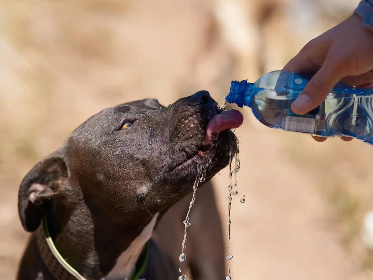Cani, a cosa fare attenzione quando bevono in inverno