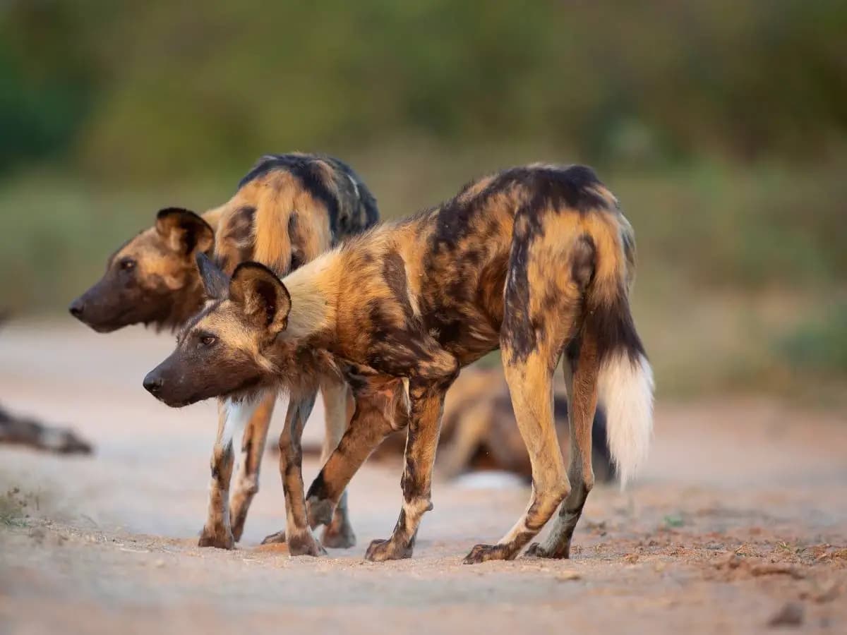 Cani randagi sull’Himalaya, un’invasione minaccia la biodiversità