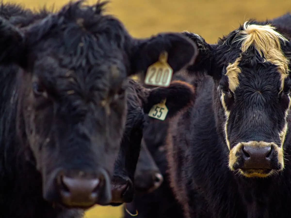 Gli allevamenti intensivi limitano le capacità delle mucche