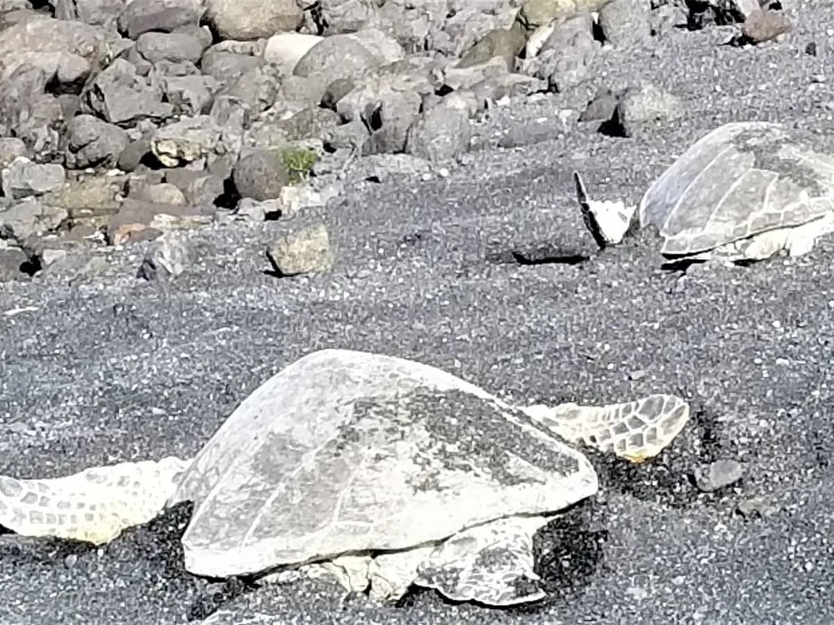 Tartarughe marine e clima, nidi più precoci ma con meno uova