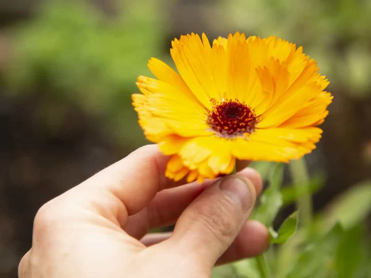 Proteine dalla calendula, da fiore a ingrediente sostenibile