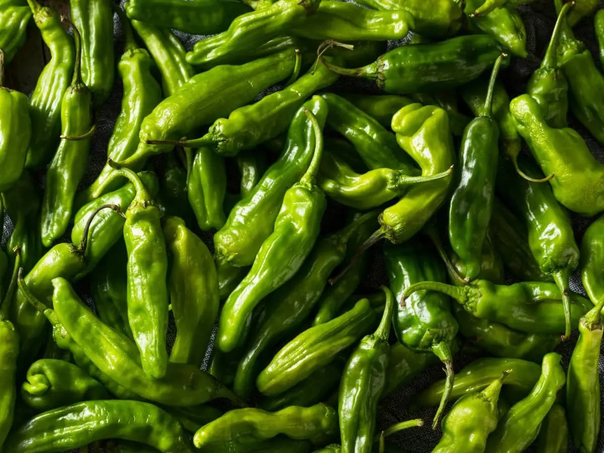 Friggitelli, proprietà, benefici e come cucinarli senza errori