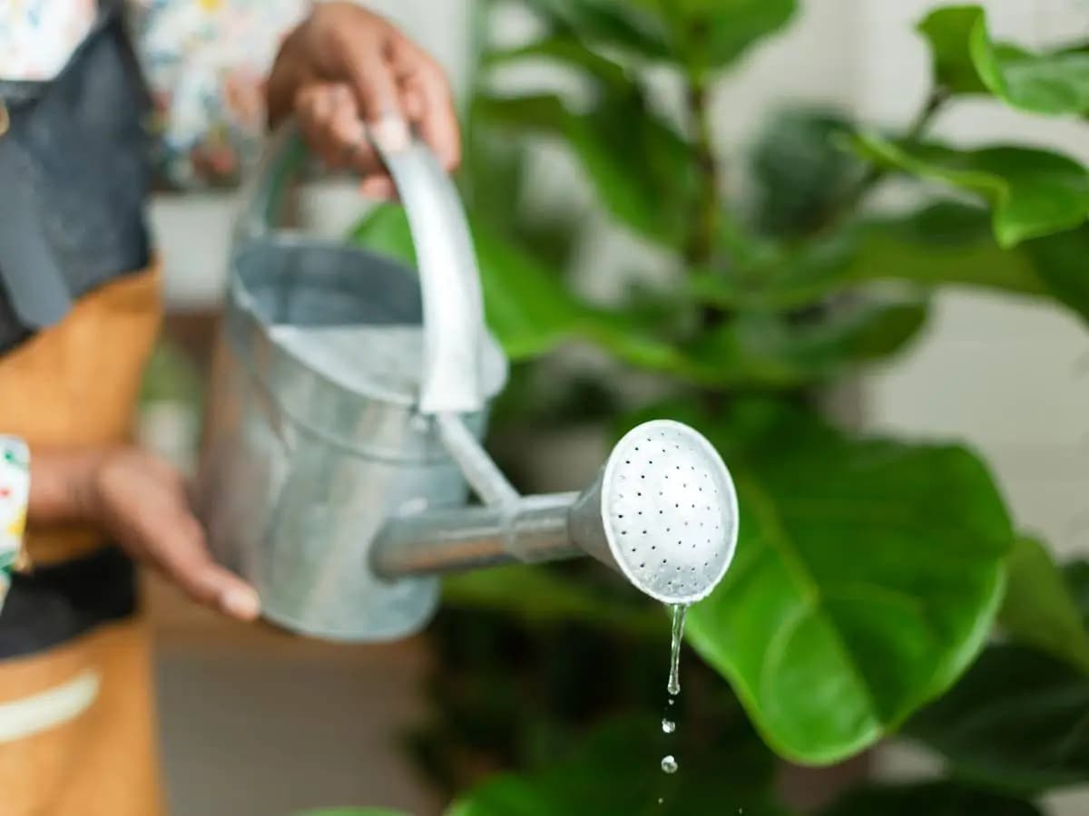 Acqua del condizionatore alle piante, quando usarla e cosa evitare