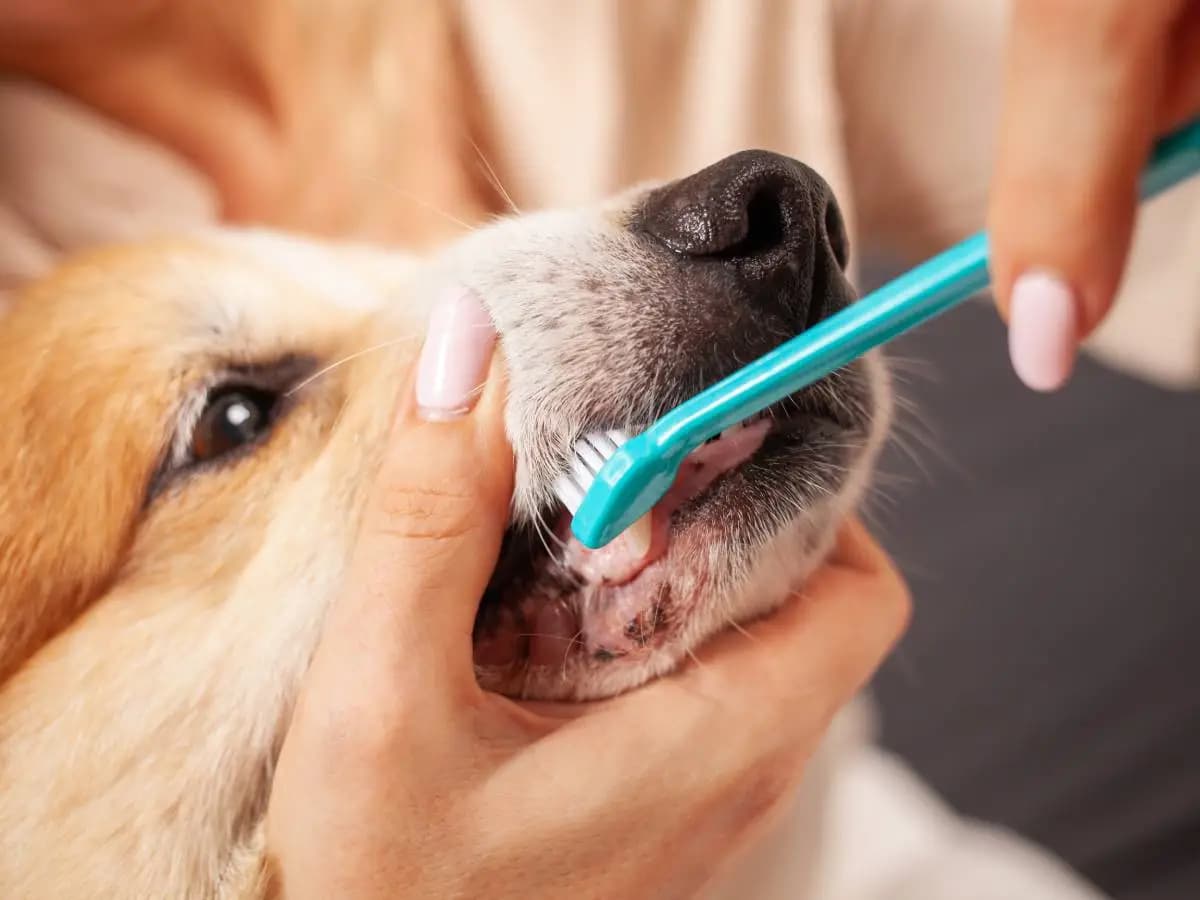 Come pulire i denti al cane, consigli per una pulizia scura