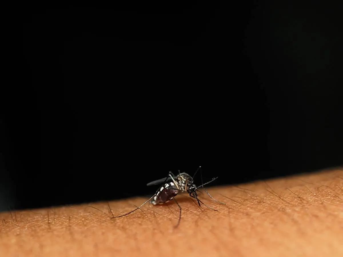 Zanzare e clima, perché aumentano e qual malattie possono trasmettere