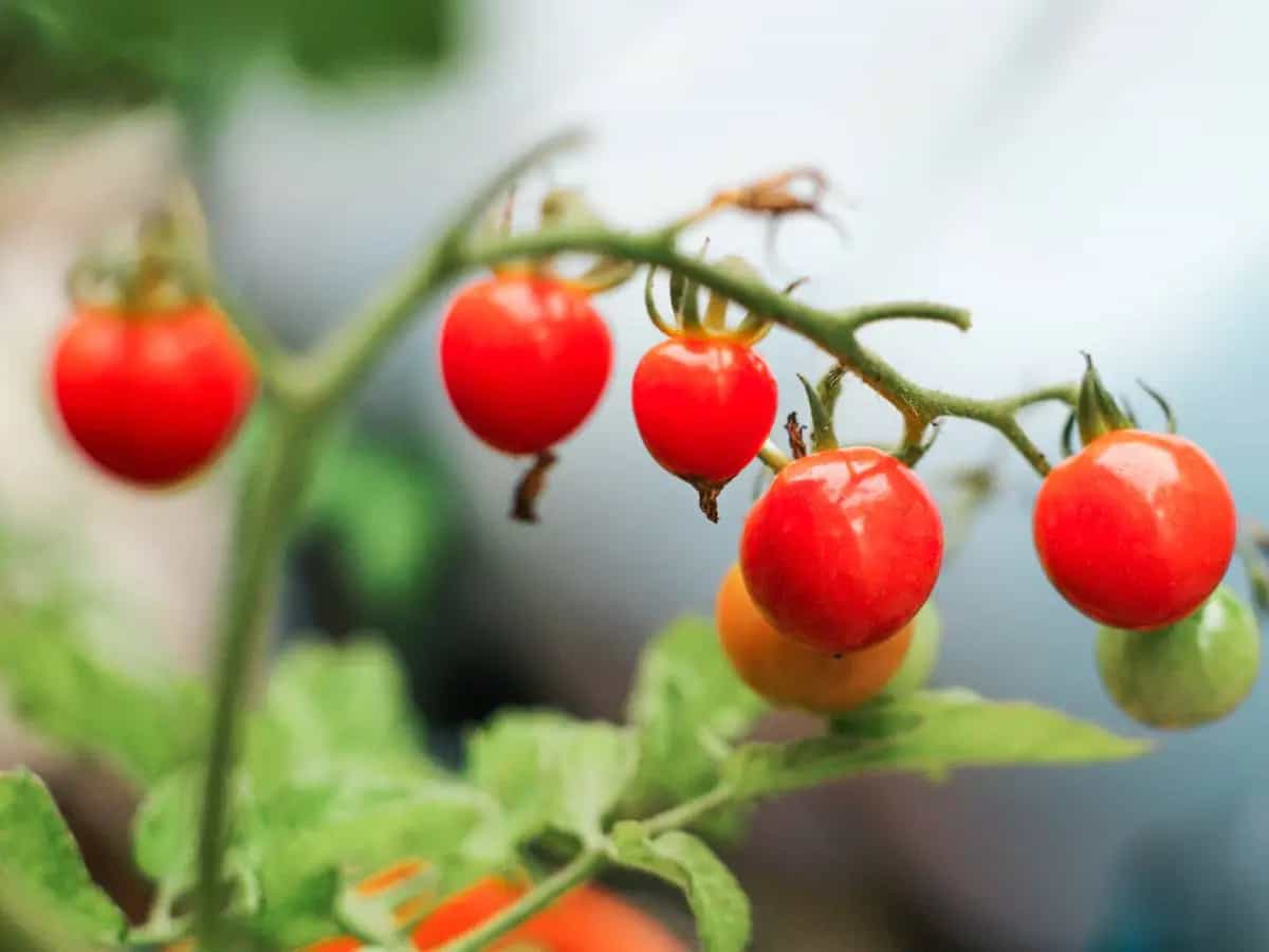Qual è la differenza tra pomodoro ciliegino e datterino