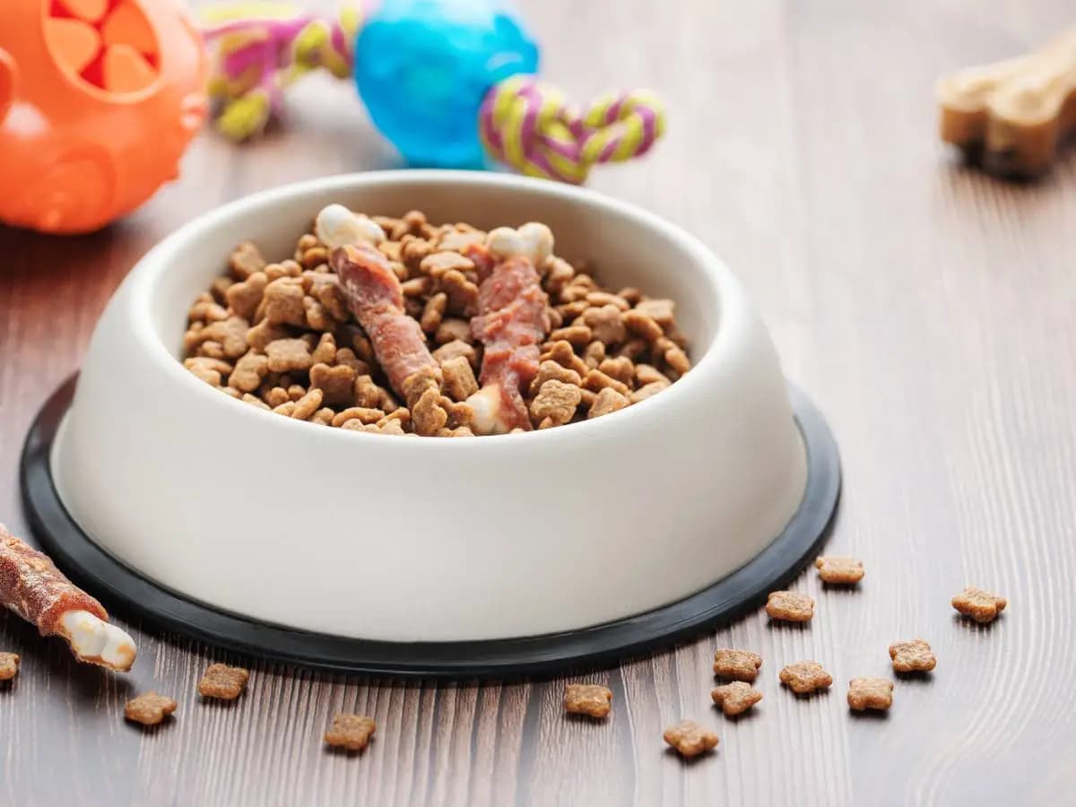 Il cibo per cani fa male all'uomo