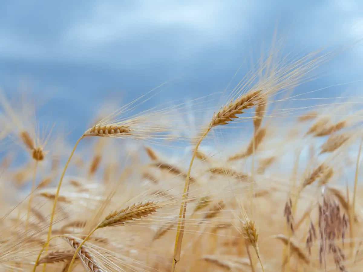 La differenza tra grano e granoturco