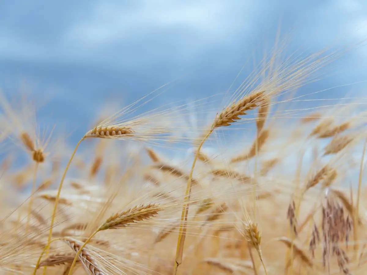 La differenza tra grano e granoturco