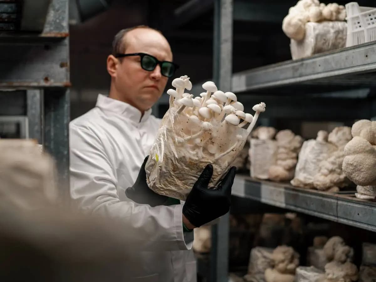 Funghi raccolti, cos’è il controllo micologico e dove farlo