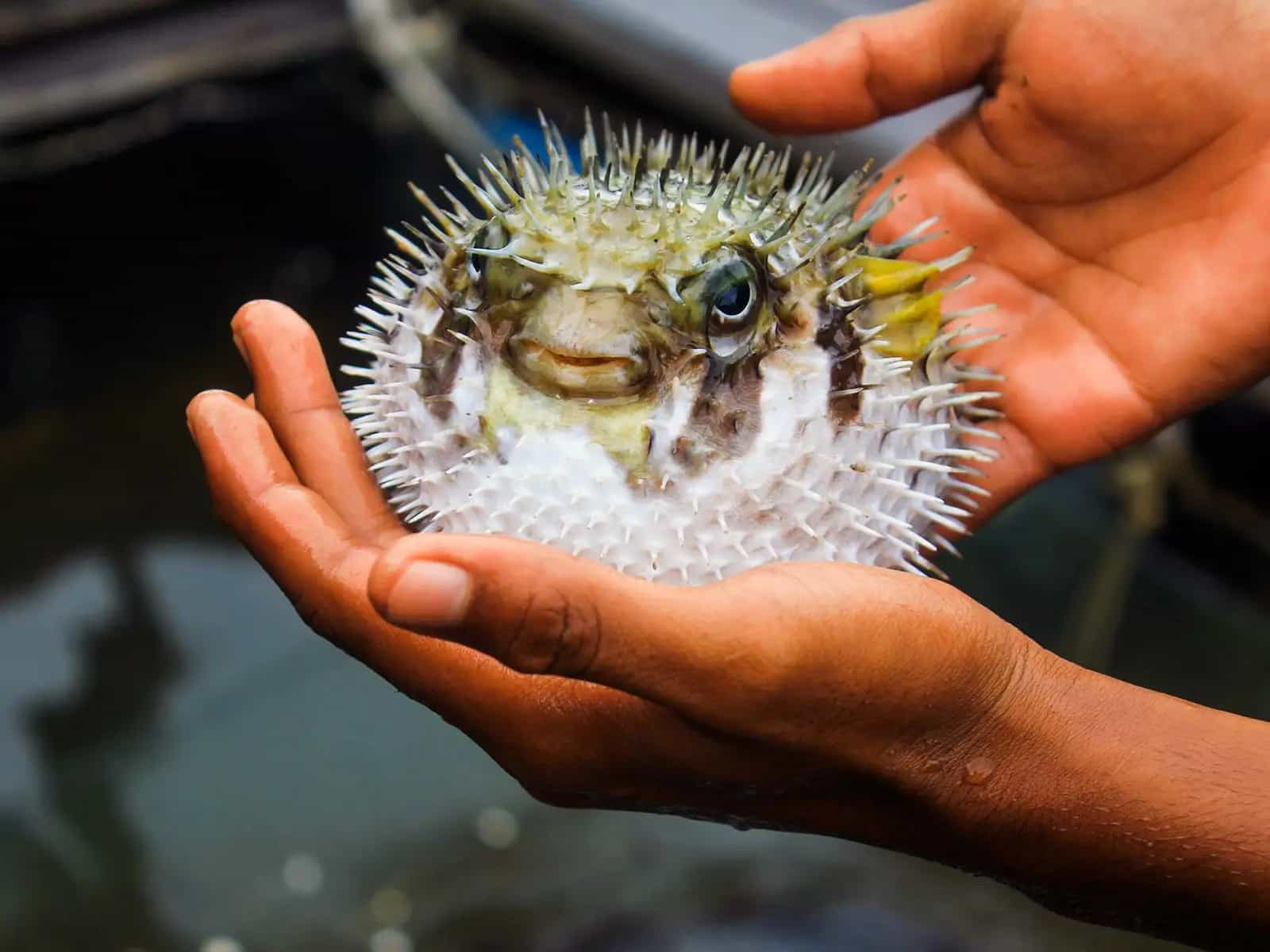 Fugu, come si mangia un pesce velenoso