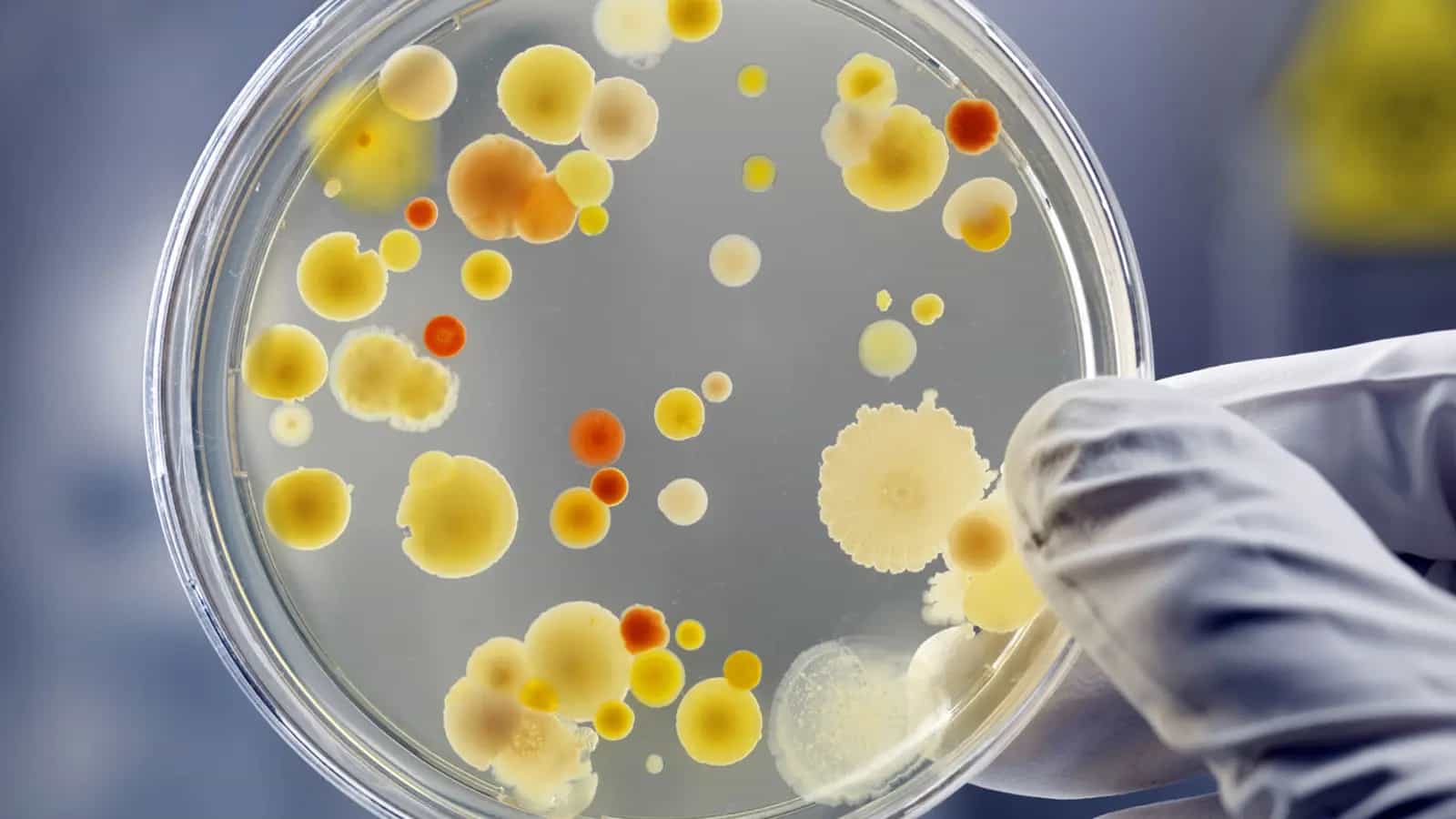 Addio a conservanti artificiali e sprechi grazie ai batteri