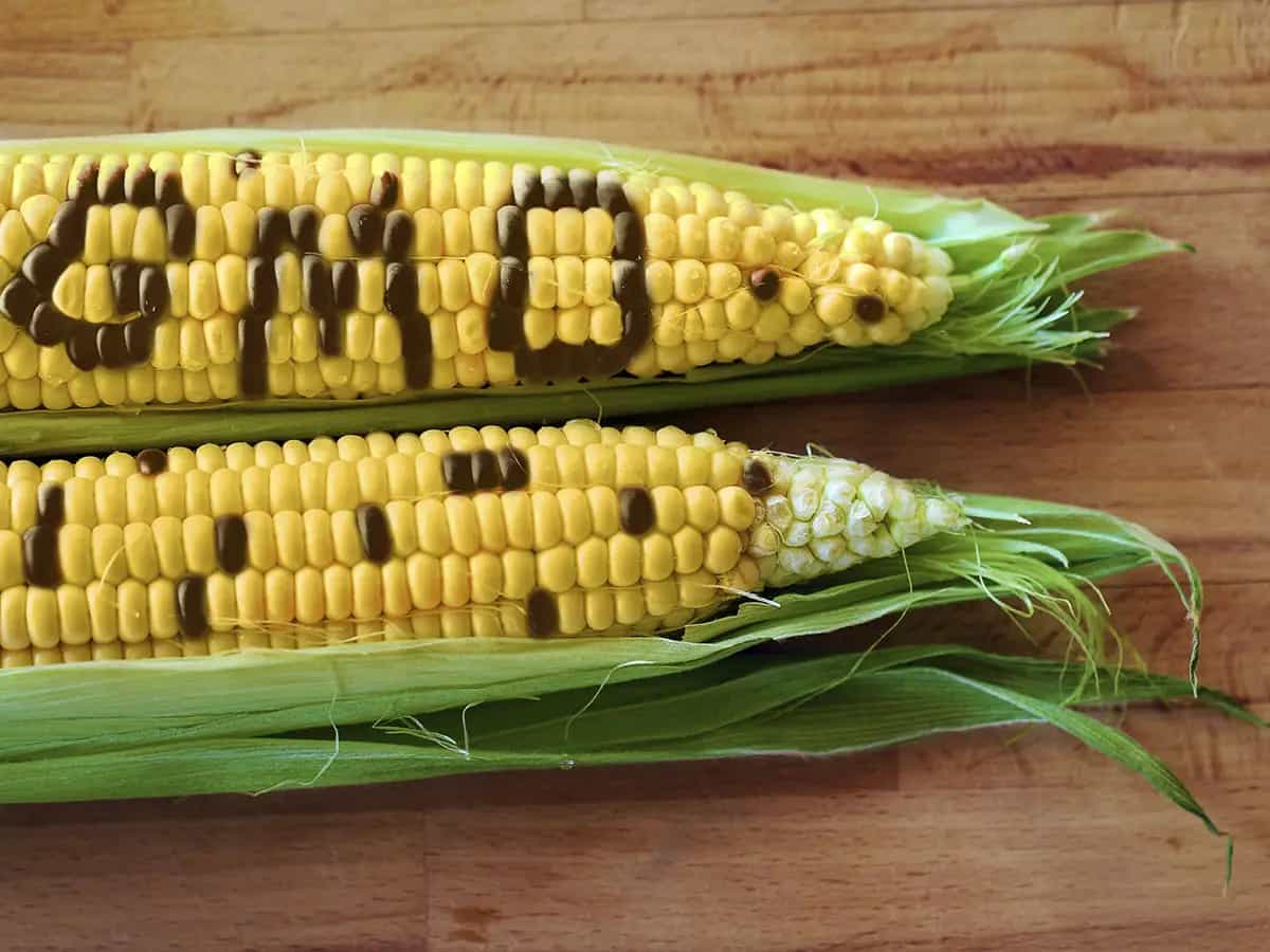 OGM minaccia o soluzione