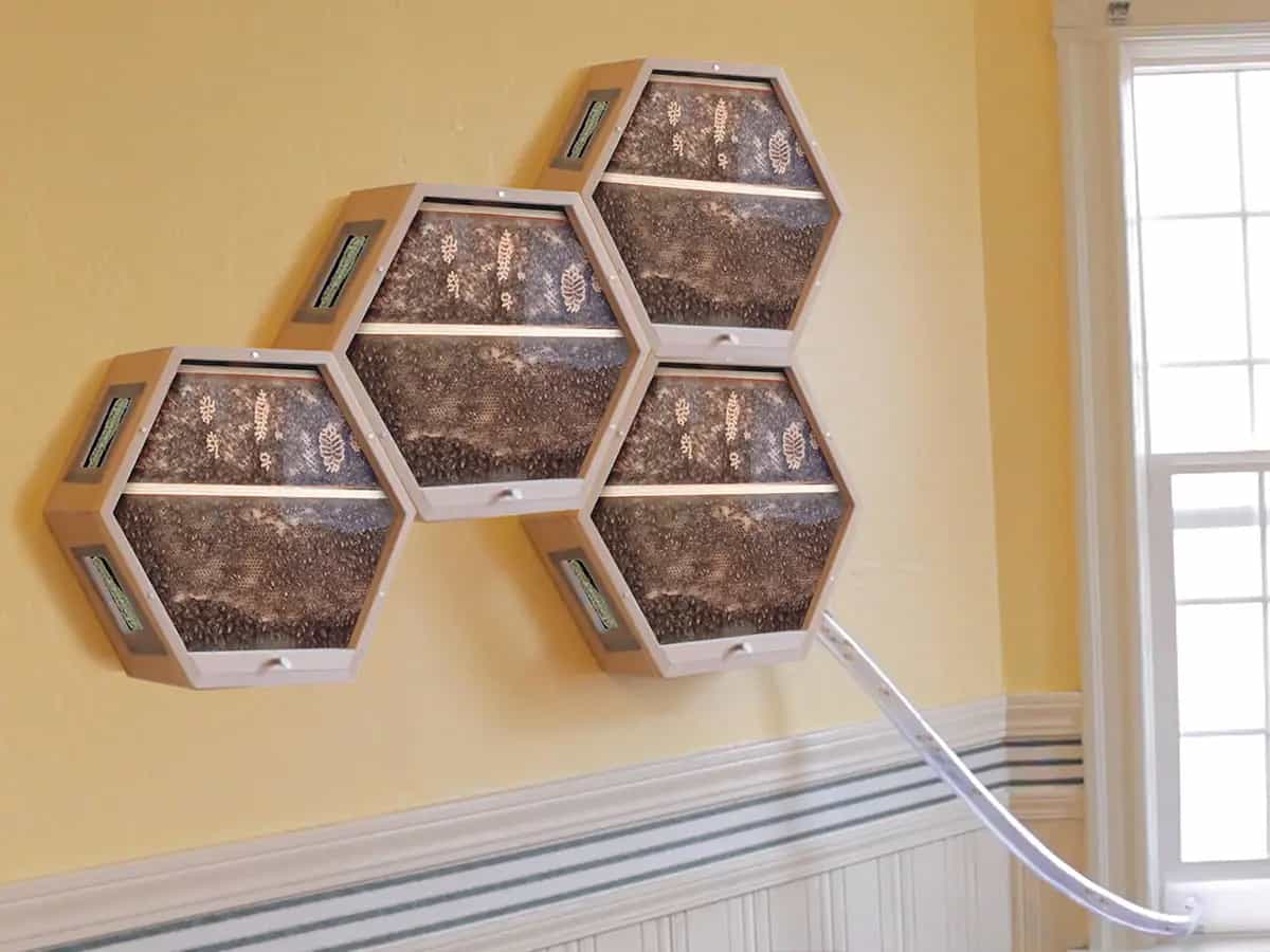 Un alveare da tenere in casa BEEcosystem interno