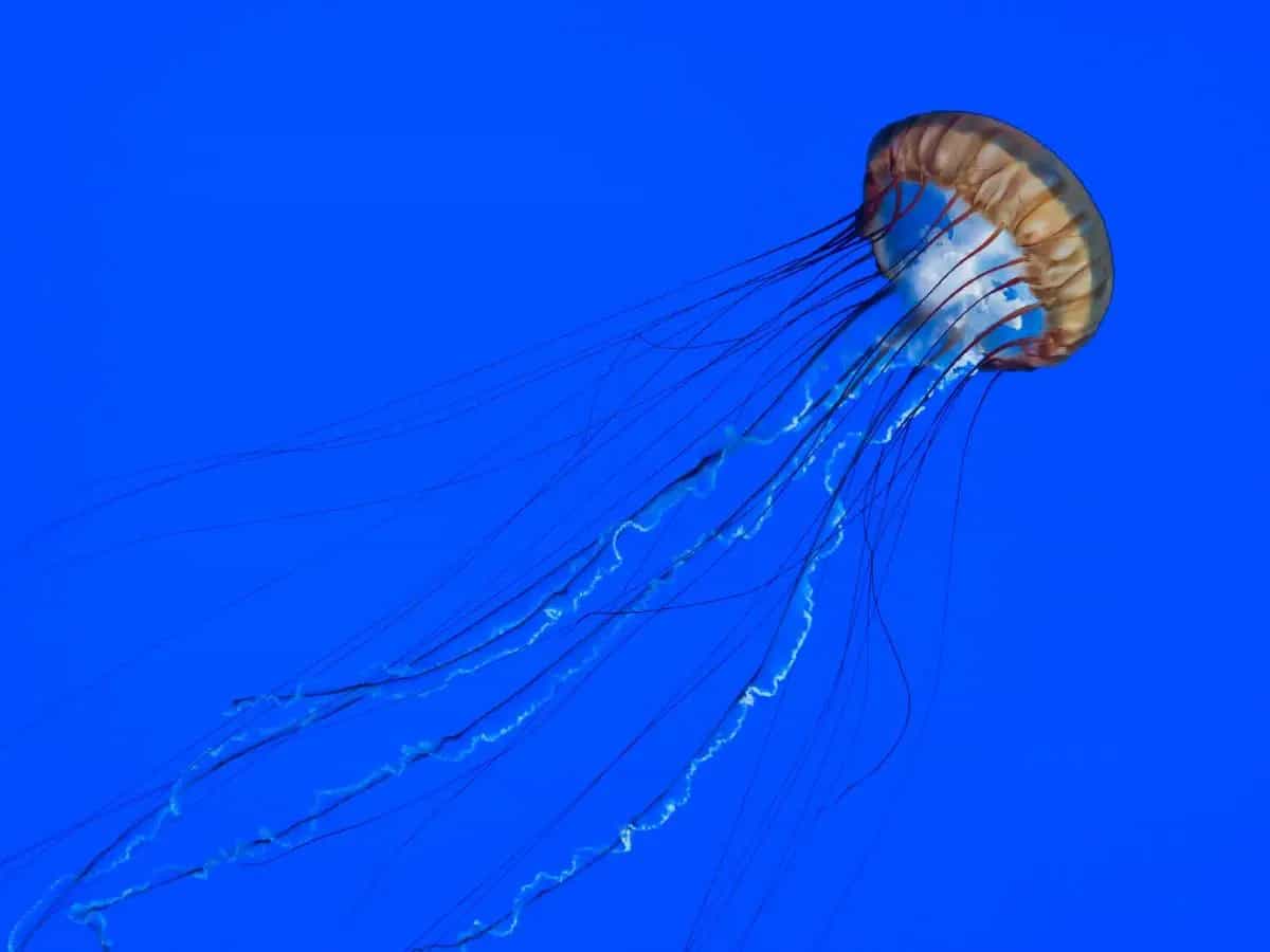 punture meduse