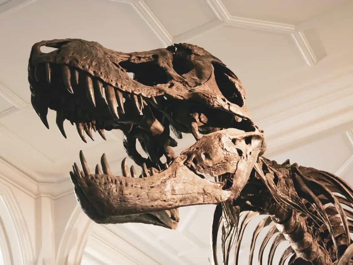 Impronte di dinosauro riportate alla luce dalla siccità in Texas