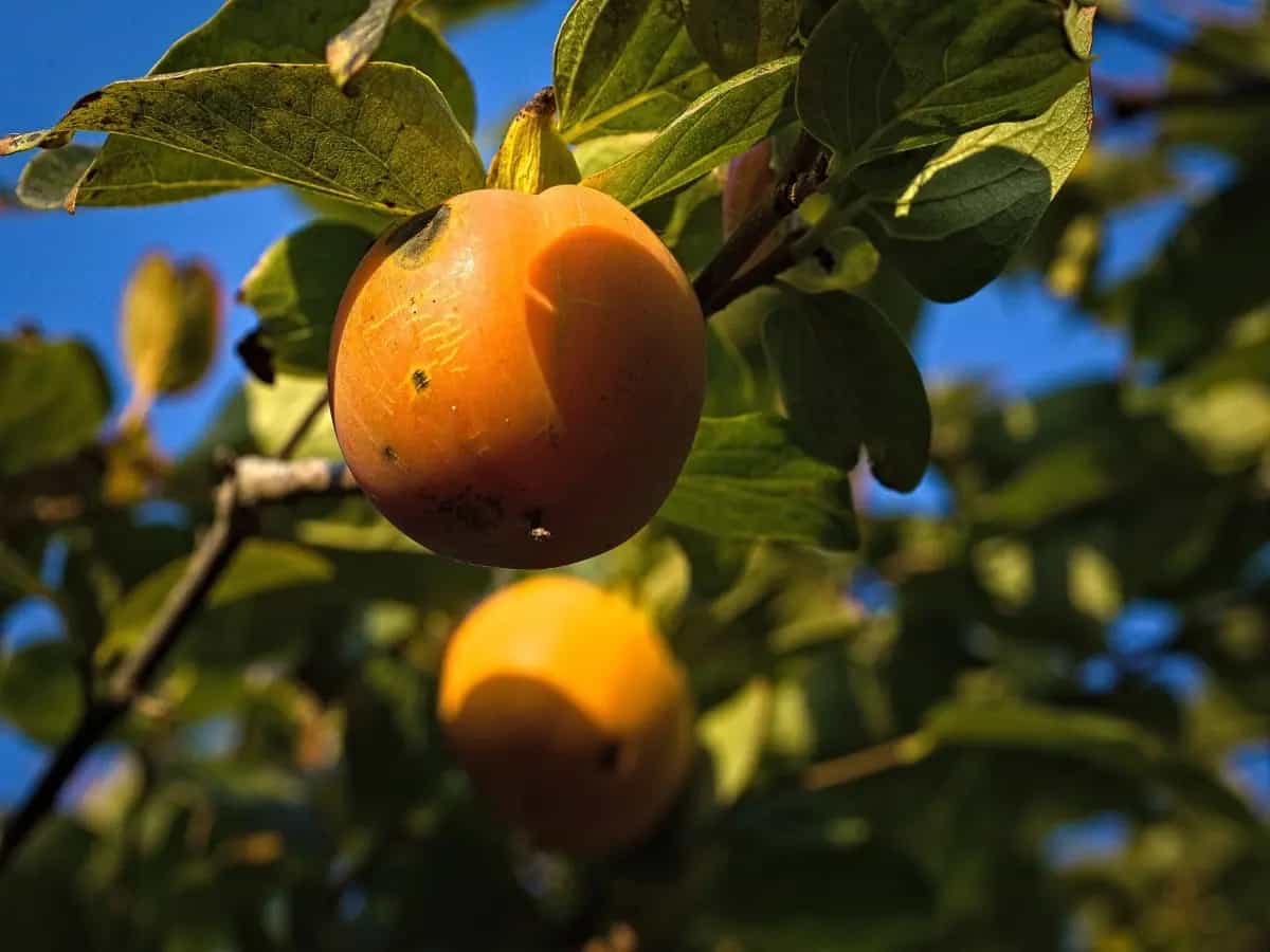 Caco mela che cos'è