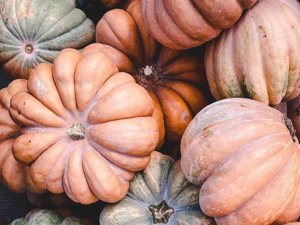 differenza zucca arancione e gialla