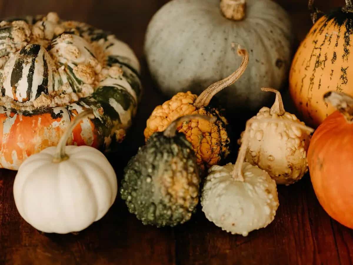 zucche ornamentali commestibili