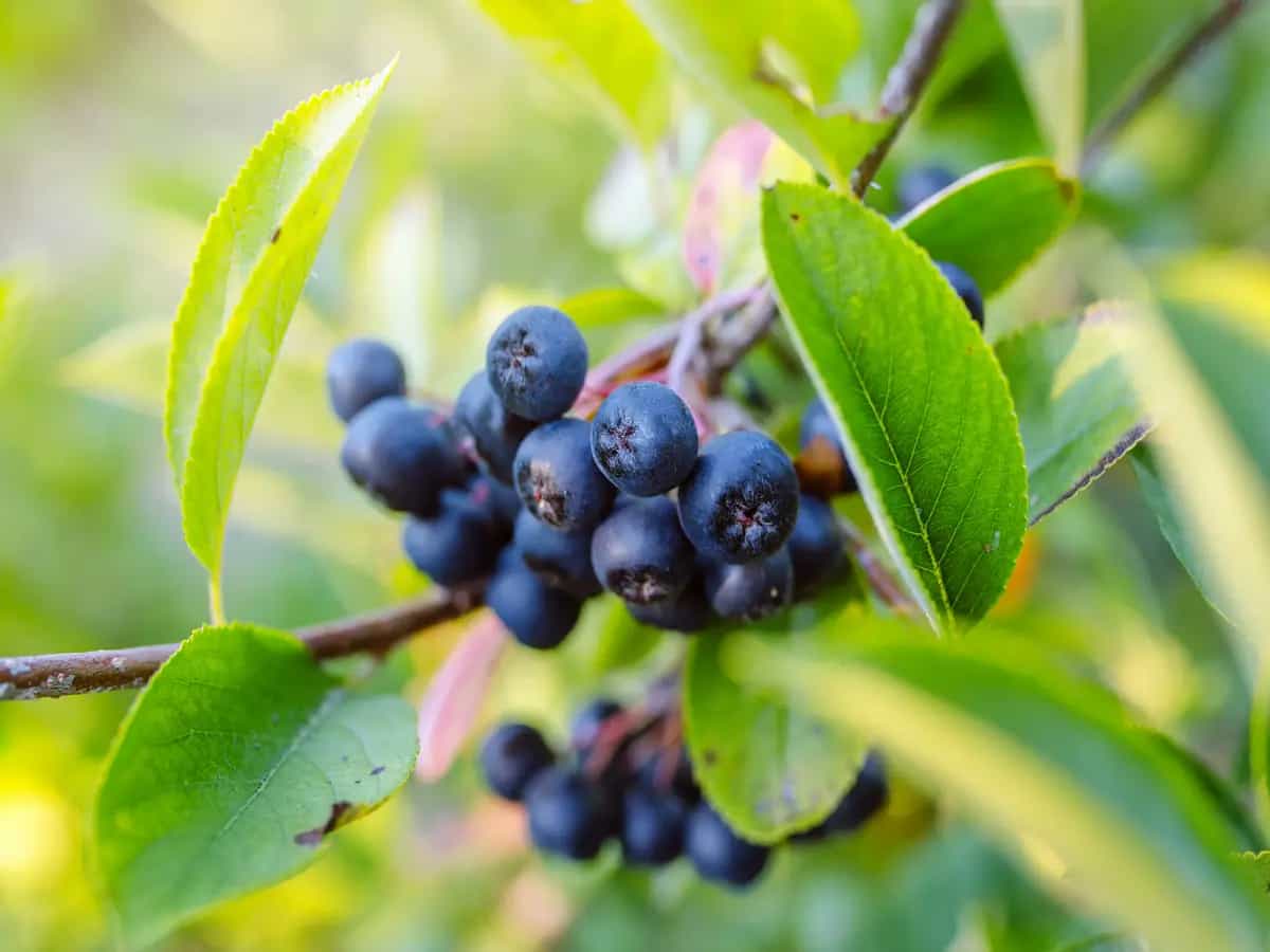Bacche Aronia