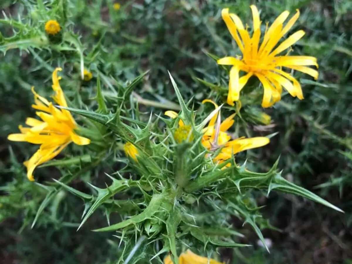 cardo giallo proprietà