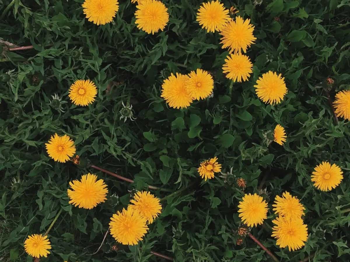 crespino e tarassaco