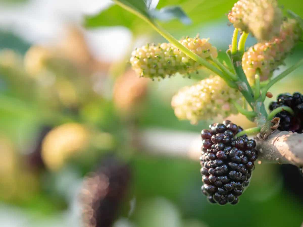 differenza gelso nero e bianco