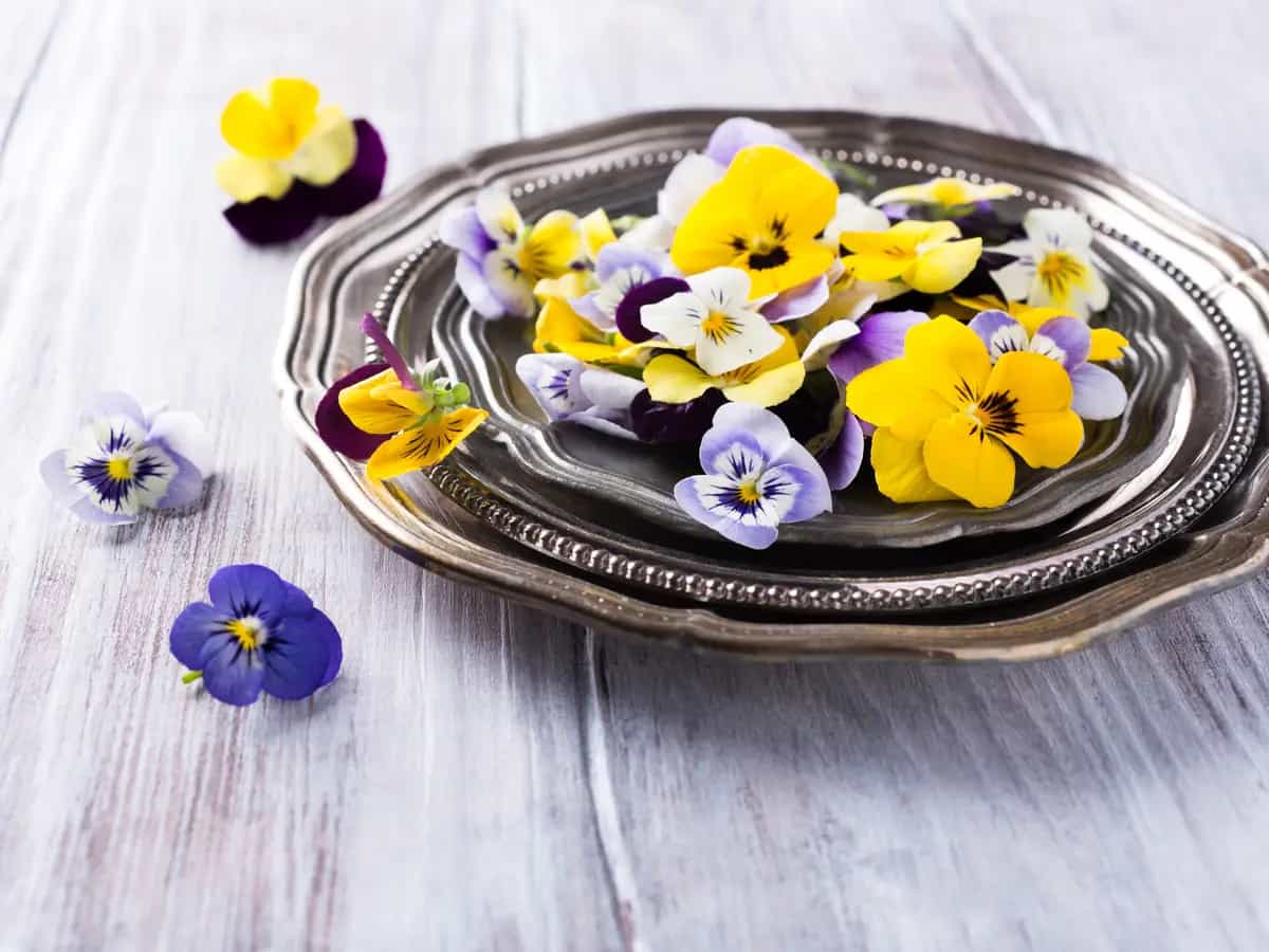 fiori eduli cosa sono