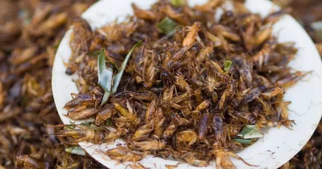 Insetti da mangiare, l’Europa dà l’ok al consumo del grillo come ...