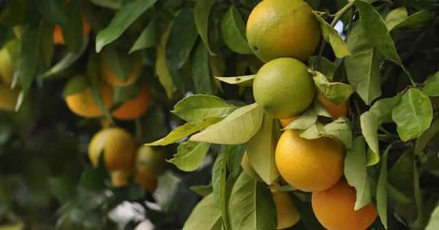 Cos’è il mapo, l’agrume ibrido - inNaturale