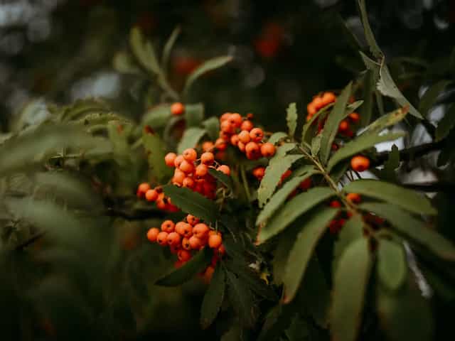 Albero Di Sorbo Domestico Garden Forest - Pianta Da Frutto Resistente E Longeva - Foto 4