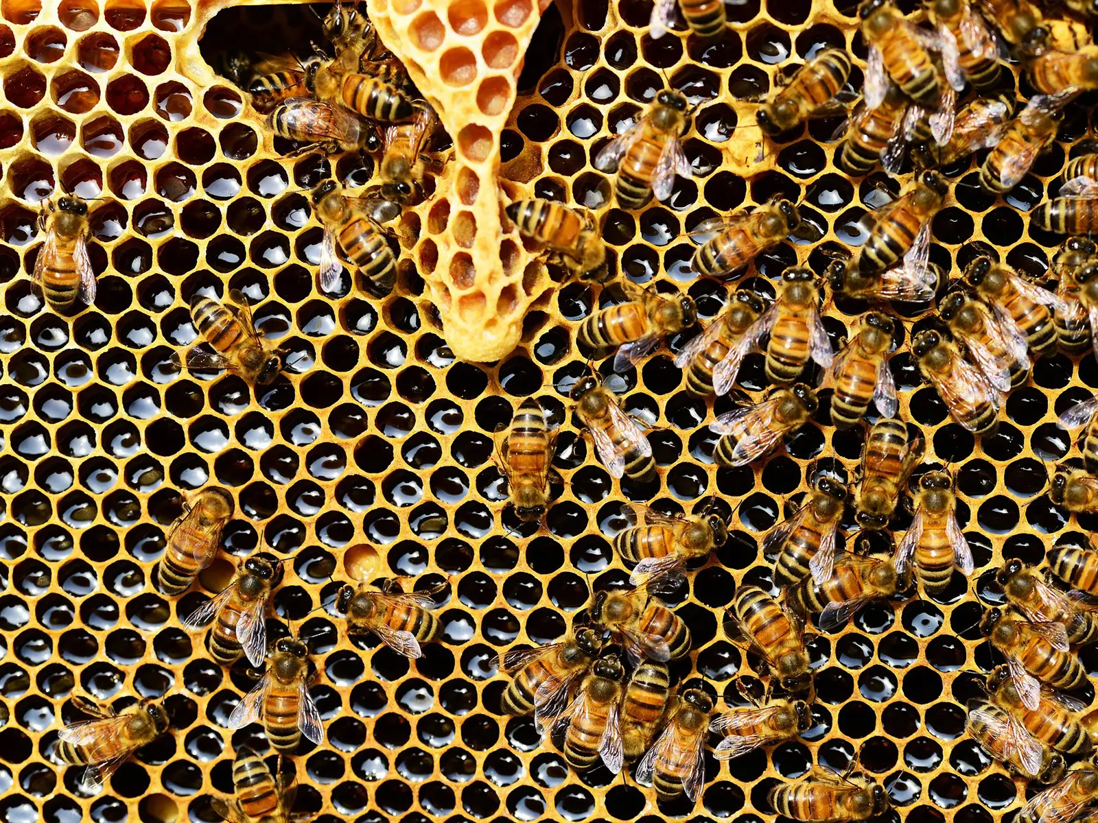 El 75% de la miel del mundo está contaminada miel