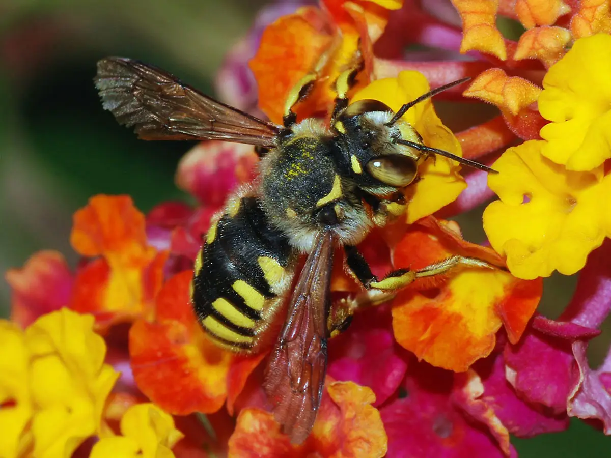 Europa prohíbe ciertos pesticidas peligrosos para las abejas