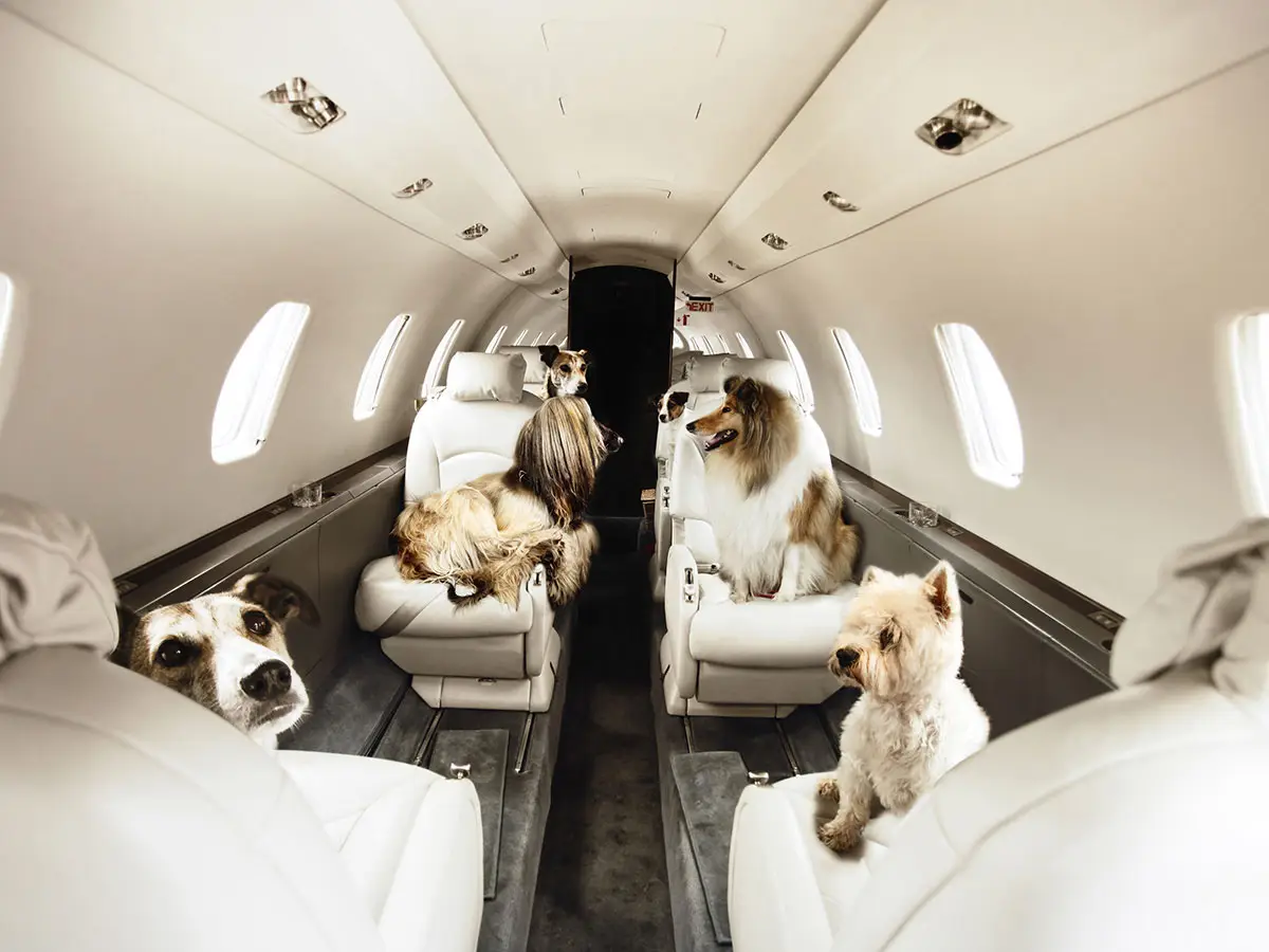 perros viajes en avión