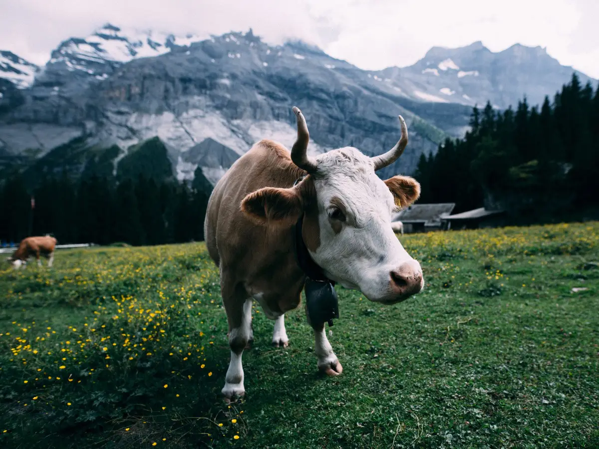 vaca será el animal más grande de la tierra