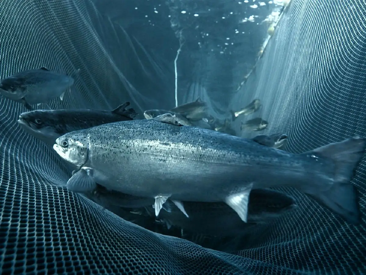 salmon hi tech