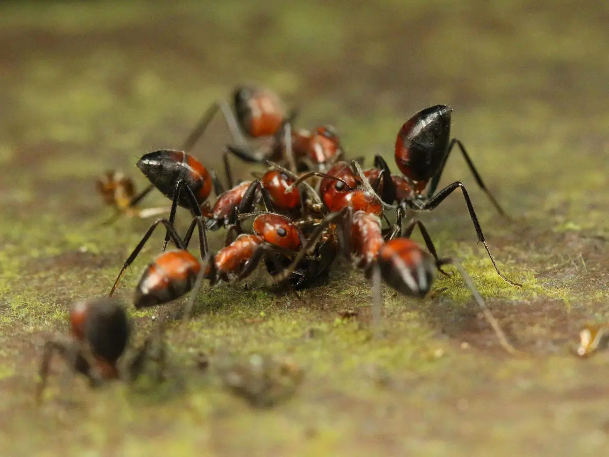 hormigas explosivas de Borneo suicidio altruista