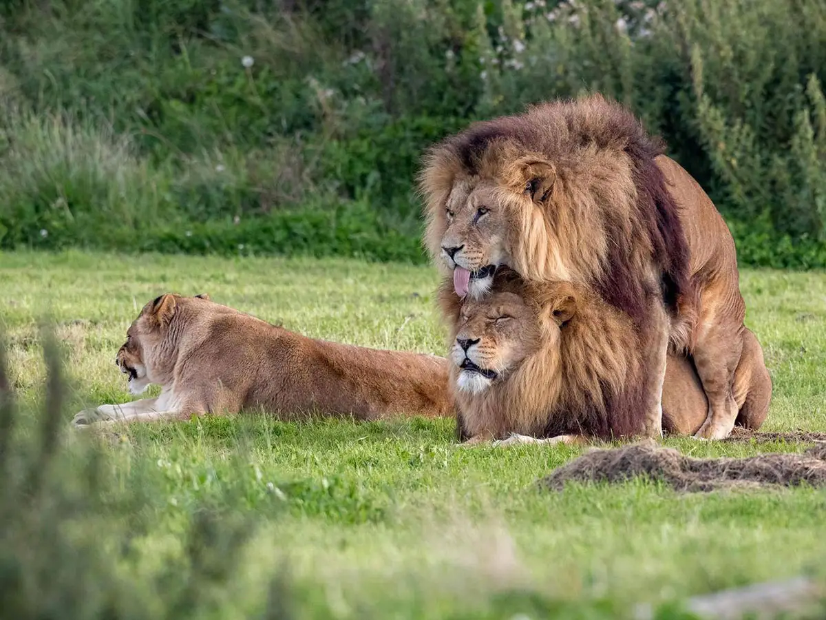 animales homosexuales leones