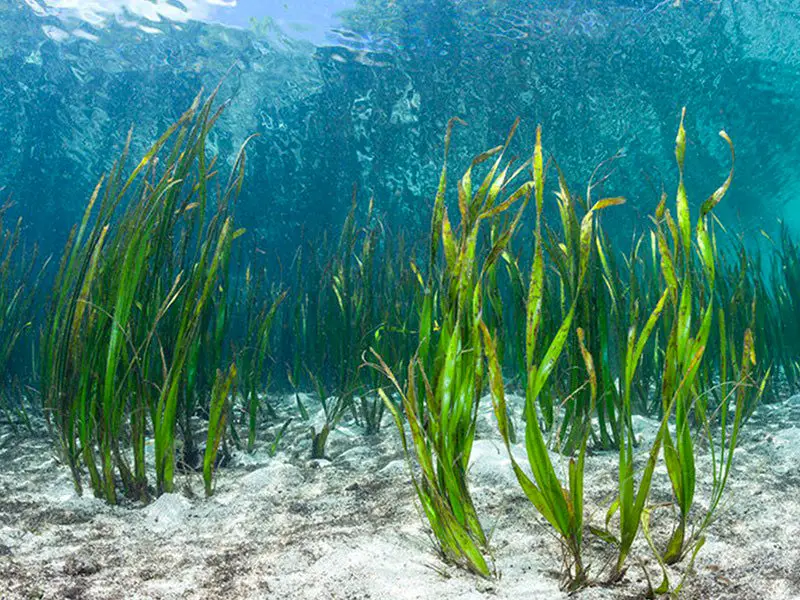 agricultura ecológica algas