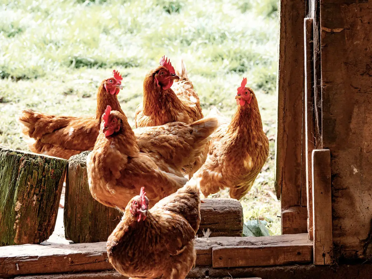 pollo organico es mas seguro