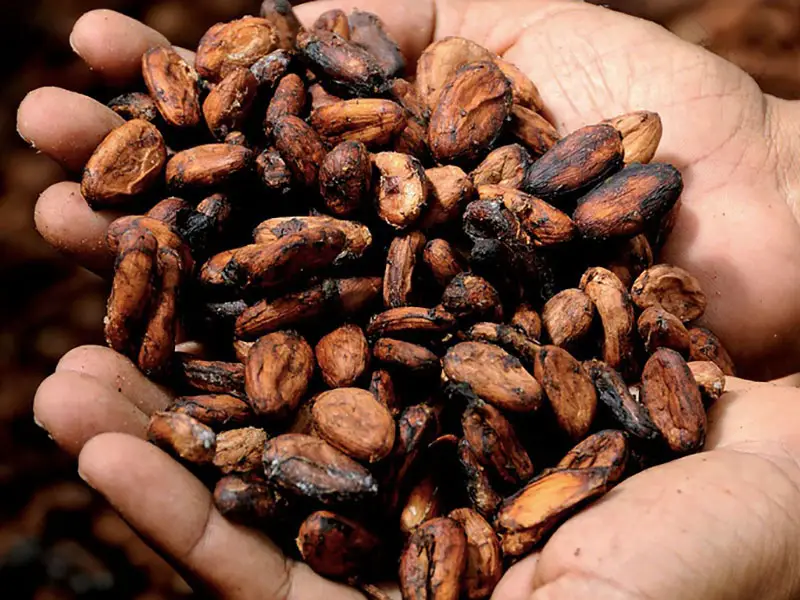 preparar semillas cacao