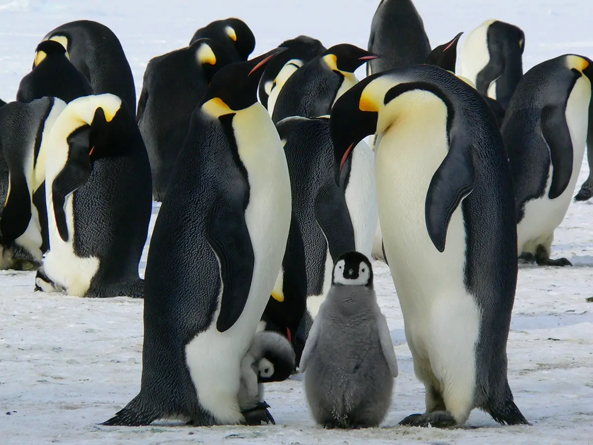 extincion pinguino emperador