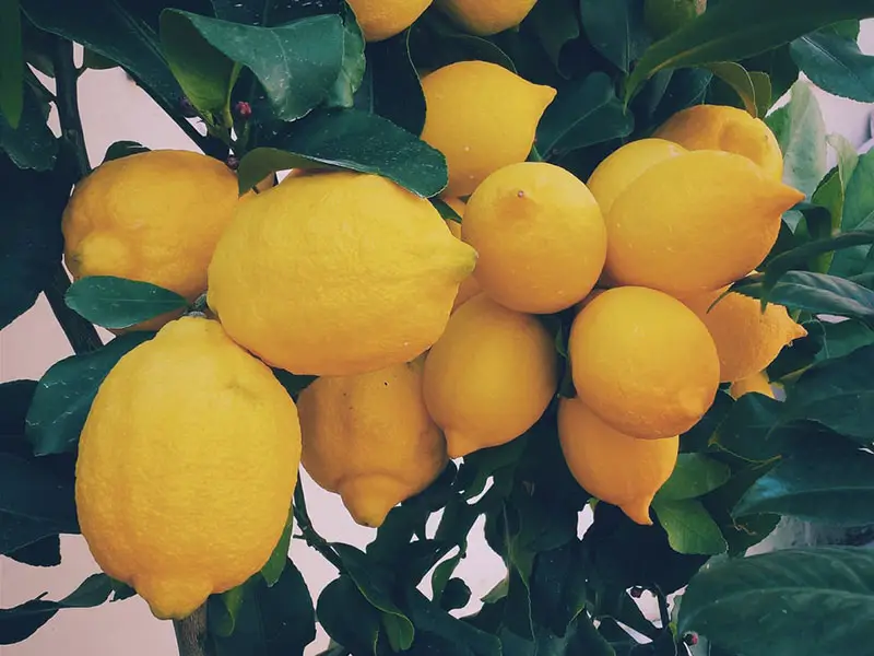 Reconocer limones organiós