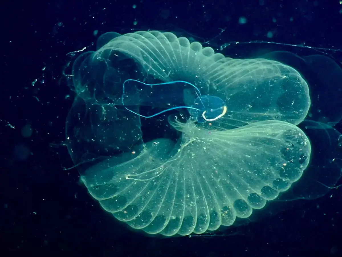 Larvas oceánicas comen plastico