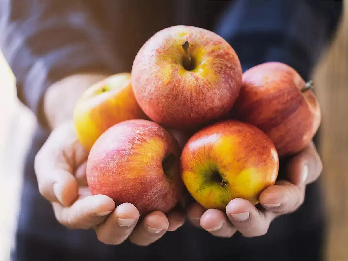 Manzanas orgánica vs tradicionales