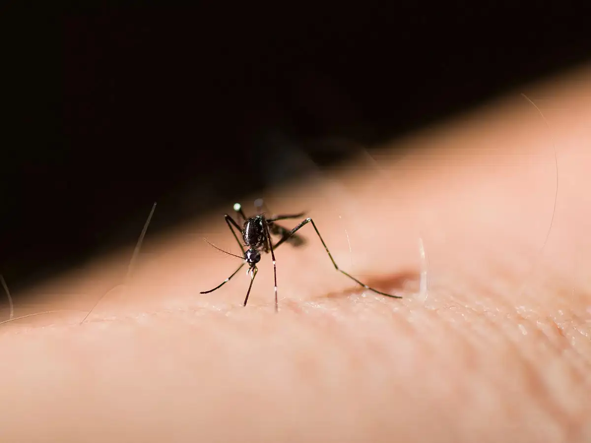 Por qué los mosquitos sólo pican a algunas personas